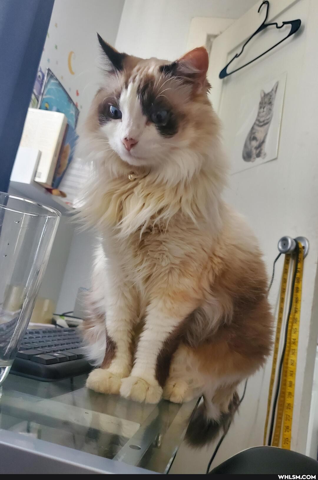 cat, aww, pets