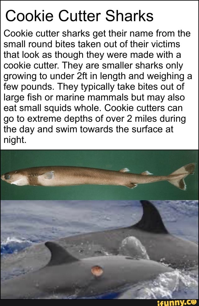 Cookie Cutter Sharks Cookie Cutter Sharks Get Their Name From The Small ...