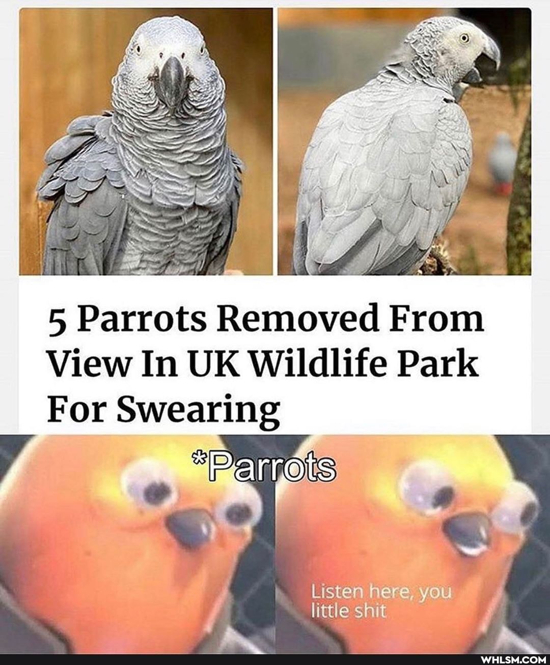 5 Parrots Removed From
View In UK Wildlife Park
For Swearing
I Listen here you