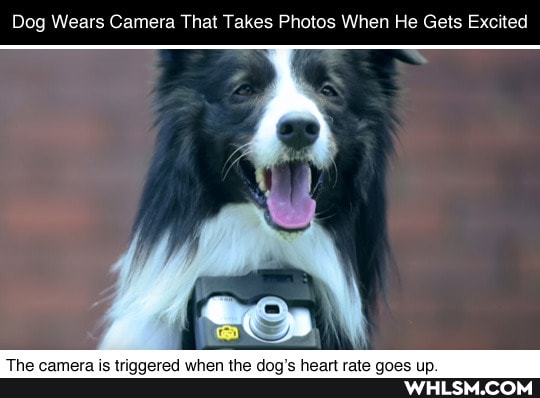 Dog Wears Camera That Takes Photos When He Gets Excited