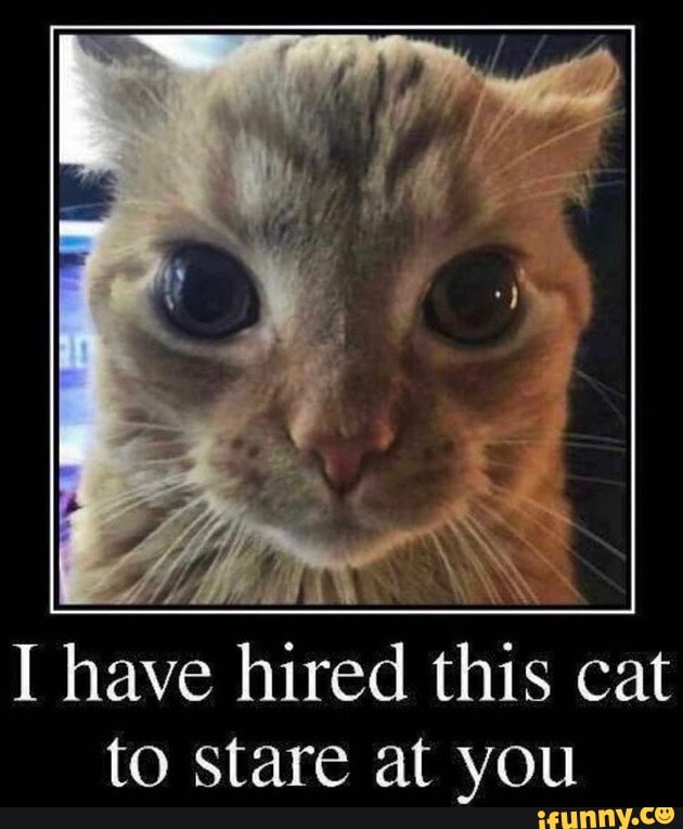 I have hired this cat to stare at you - iFunny