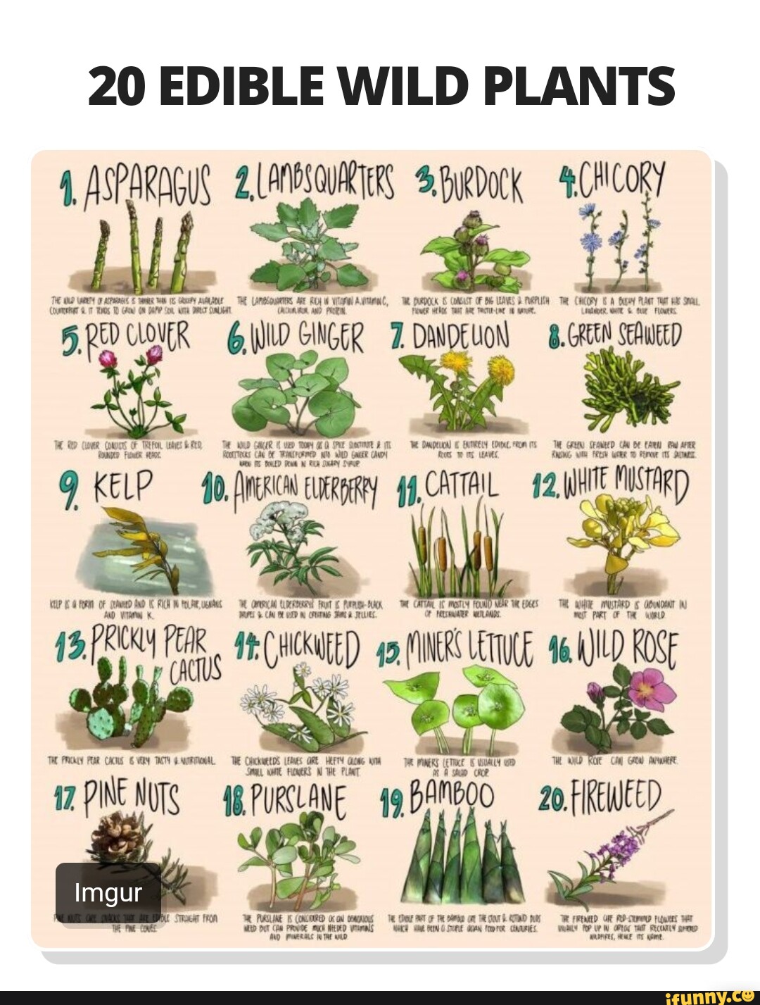 20 EDIBLE WILD PLANTS ASPARAGUS 2.LANBSCURRTERS SBuRDocK CHICORY '5 eD ...