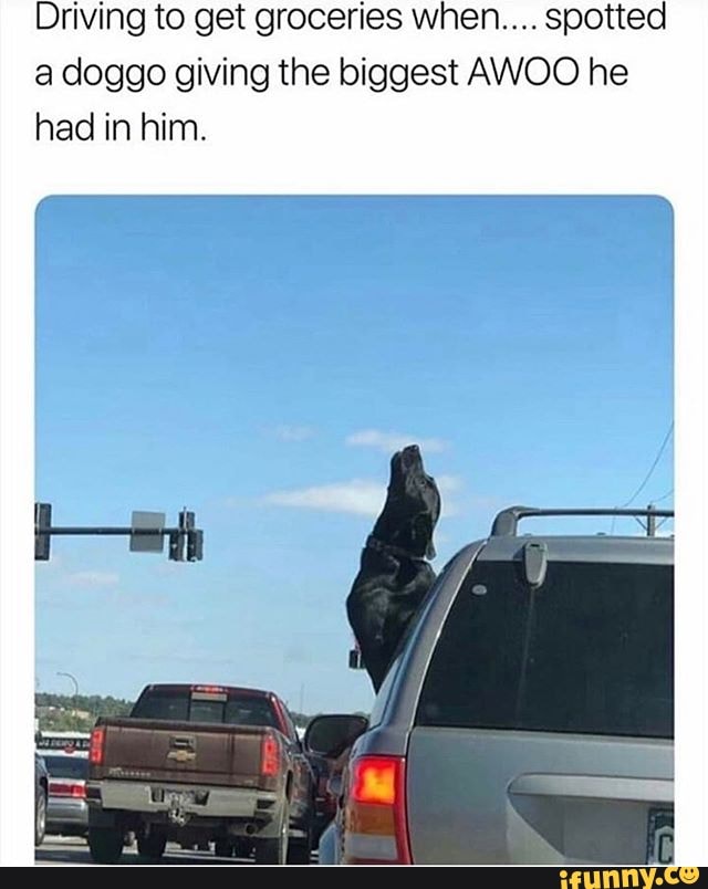 Driving to get groceries when.... spotted
a doggo giving the biggest AWOO he
had in him.