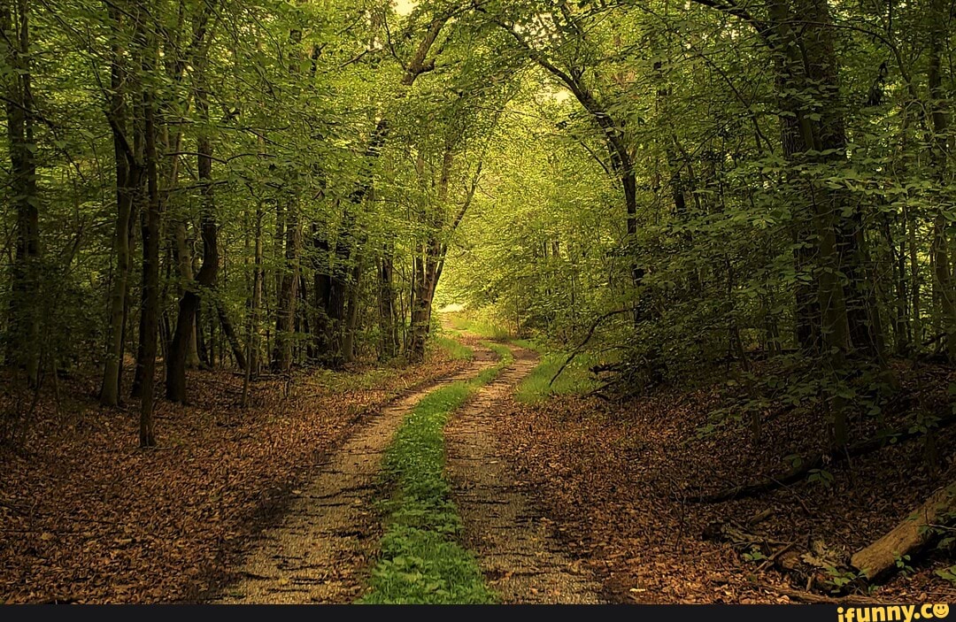 This is a picture of Lemon Bridge Road on the North Tract of the ...