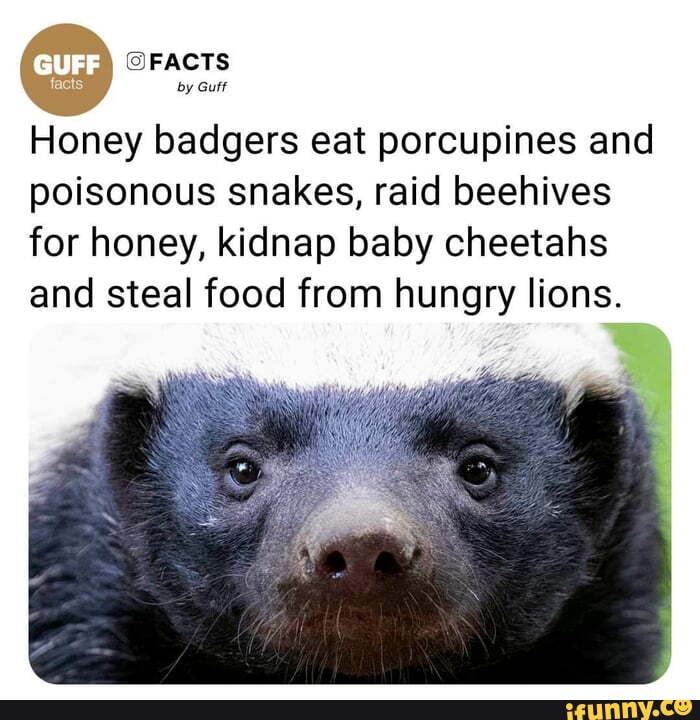 Facts FACTS by Guff Honey badgers eat porcupines and poisonous snakes