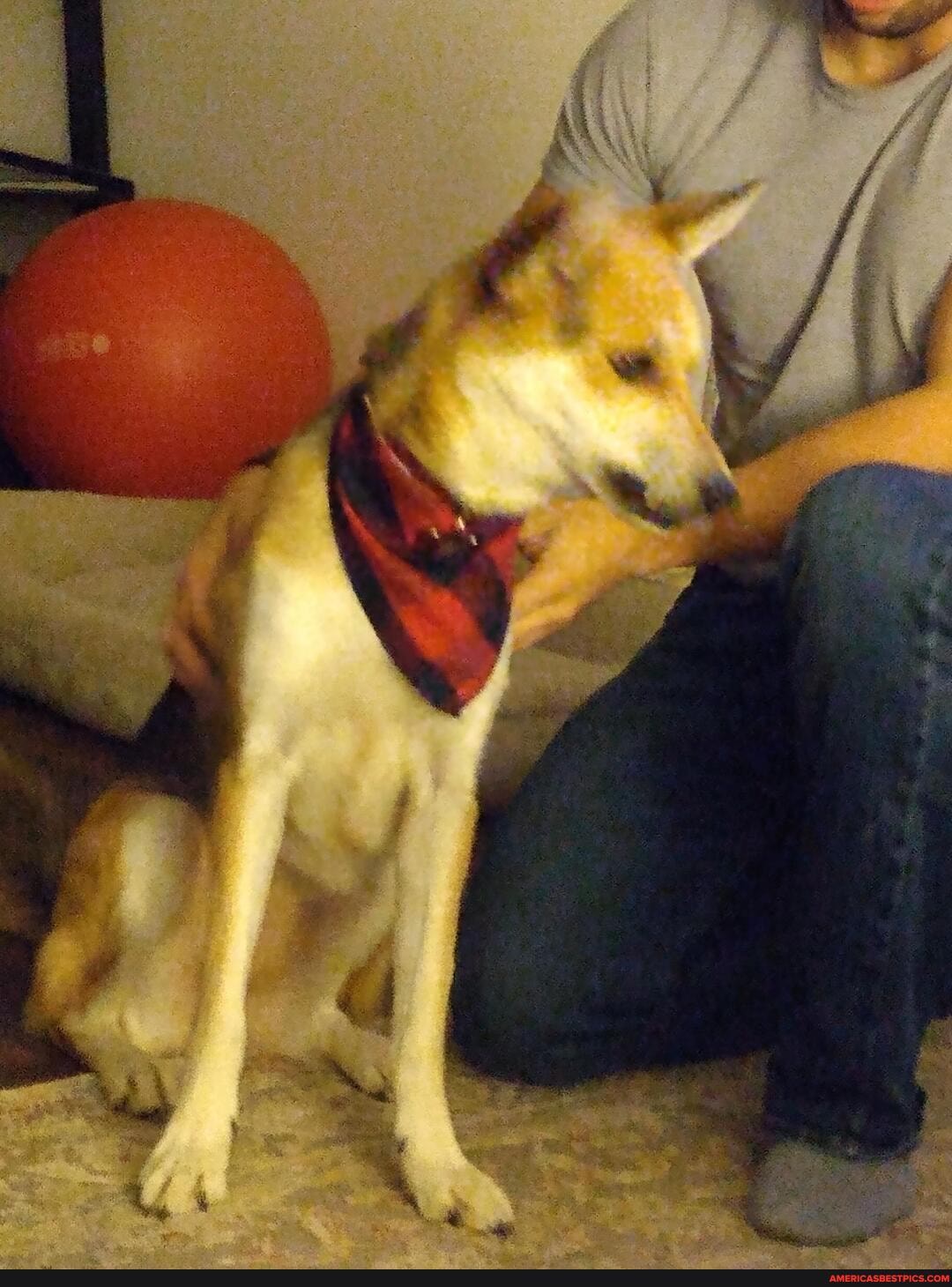 memes, dog, aww, funny_gifs, unmuted