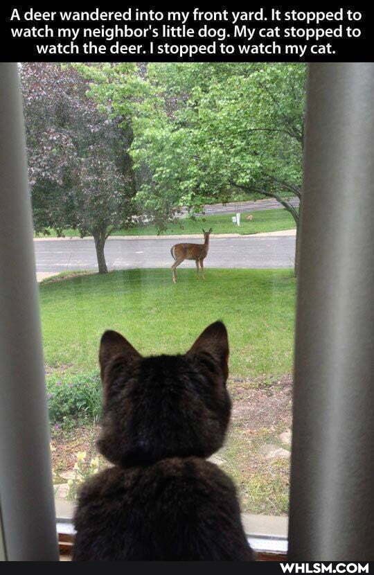 A deer wandered into my front yard. It stopped to watch my neighbor's little dog. My cat stopped to watch the deer. I stopped to watch my cat.