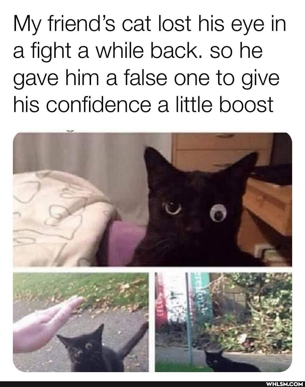 My friend's cat lost his eye in a fight a while back. so he gave him a false one to give his confidence a little boost