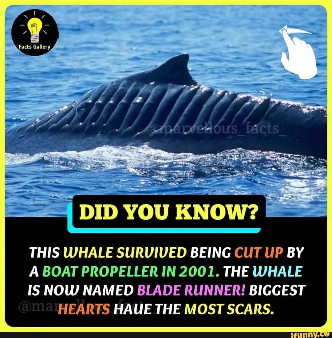 Did You This Whale Survived Being Cut Up By A Boat Propeller In 2001 The Whale Is Now Named Blade Runner Biggest Hearts Haue The Most Scars