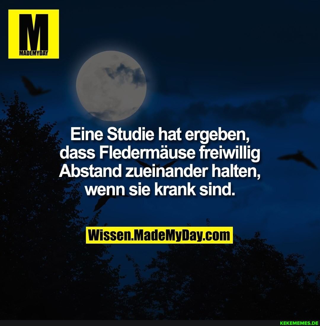Eine Studie hat ergeben, dass Fledermäuse freiwillig
Abstand zueinander halten,
wenn sie krank sind.