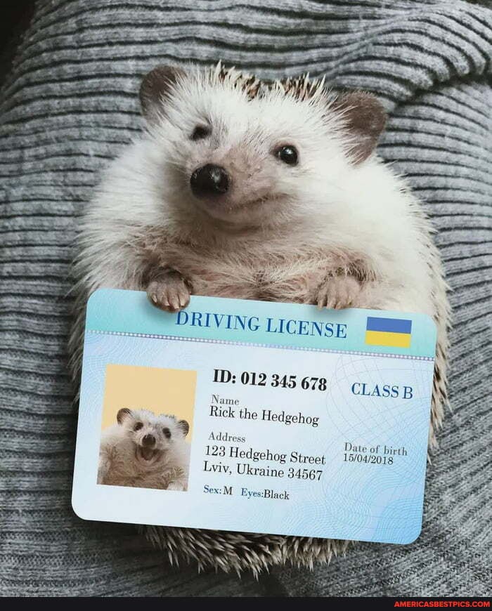 RIVING LICENSE
ID: 012 345 678 CLAss B Name
Riele the Hedgehog
Sex:
Address Hedgehog Street Date of birth
123 Hedgehog Street
Lviy, Ukraine 84567