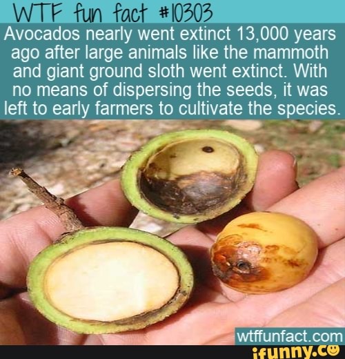 TC Avocados nearly went extinct 13,000 years ago after large animals ...