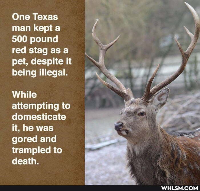 One Texas man kept a
500 pound red stag as a pet, despite it being illegal.
While attempting to domesticate it, he was gored and trampled to death.