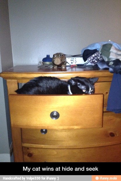 My cat wins at hide and seek - My cat wins at hide and seek