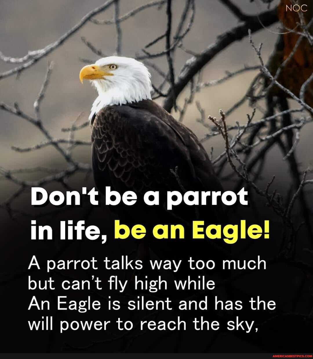Don't be a parrot in life, be an Eagle!
A parrot talks way too much but can't fly high while
An Eagle is silent and has the will power to reach the sky,
