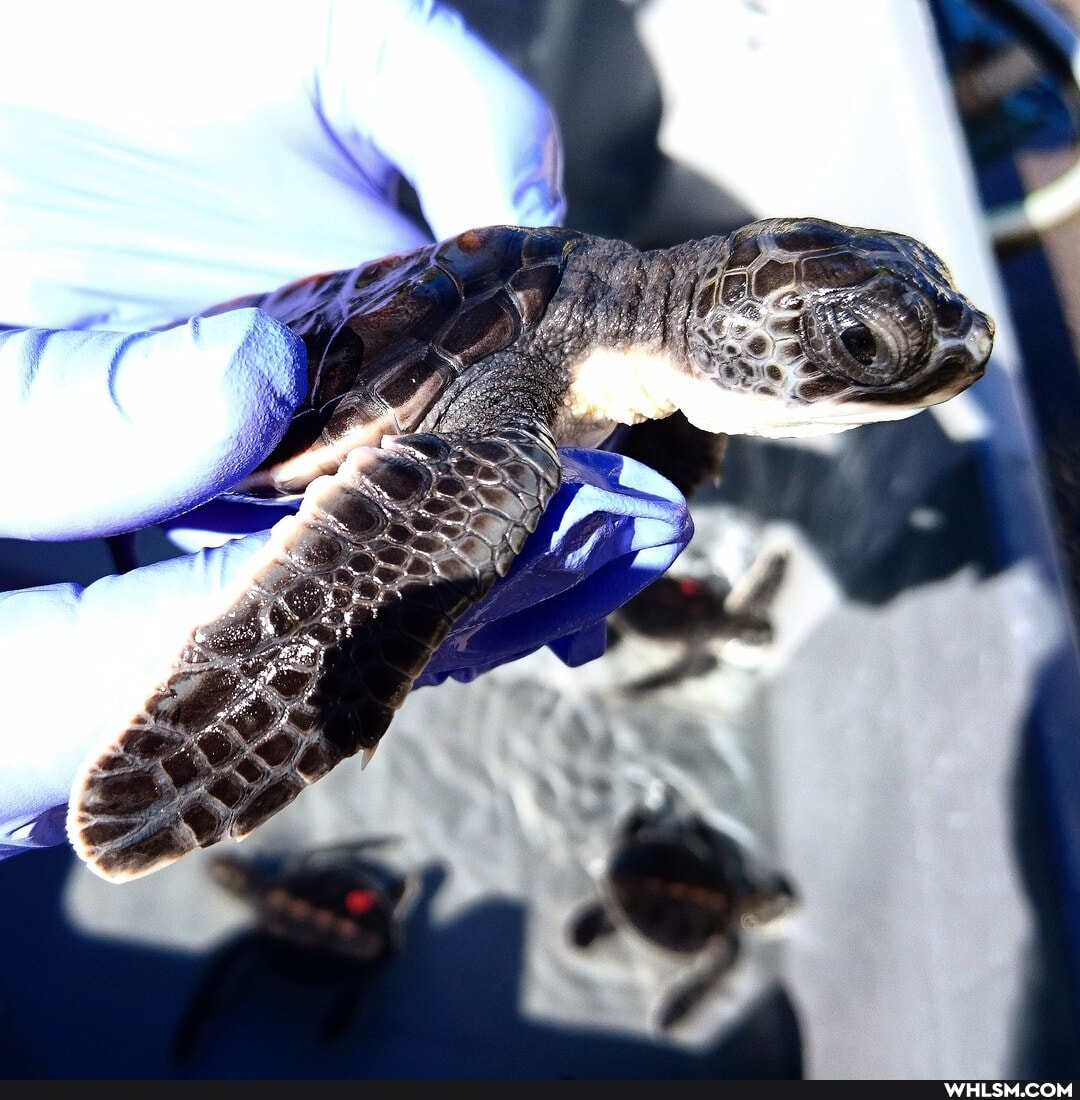 cute_animal, baby_animals, turtle