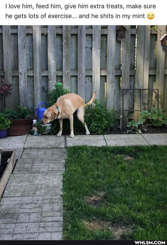 love him, feed him, give him extra treats, make sure
he gets lots of exercise... and he shits in my mint