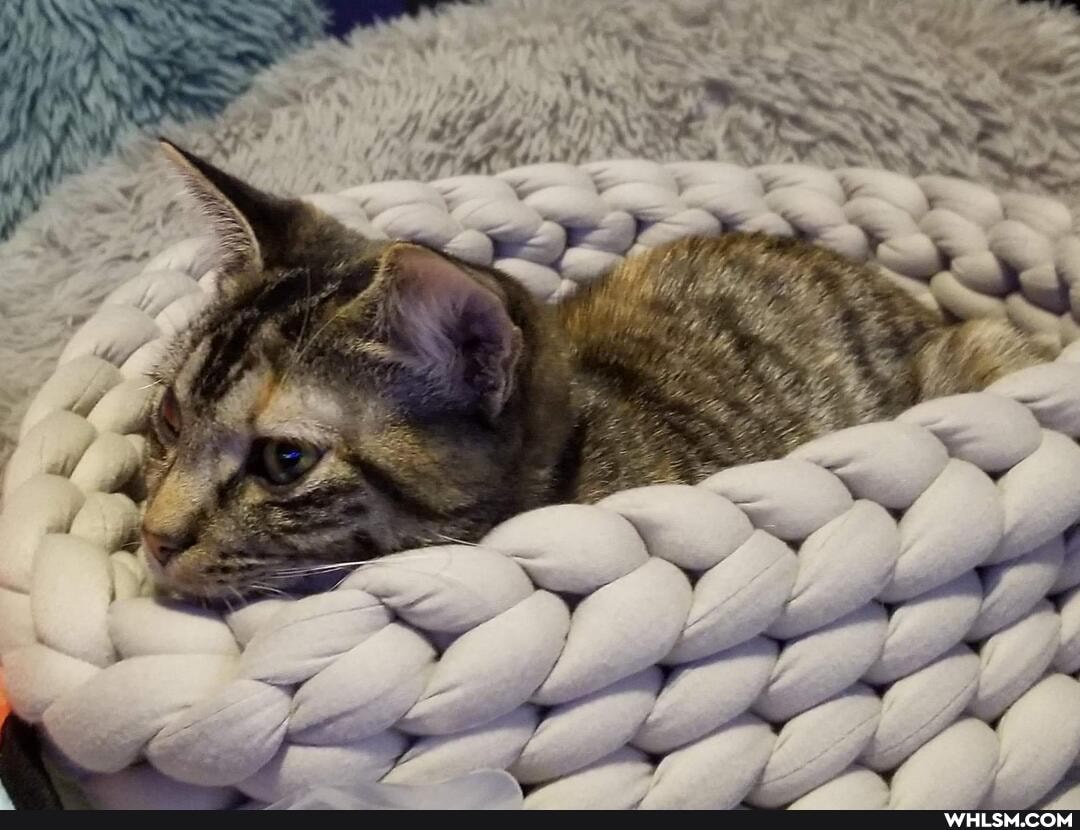 cat, aww, kitten