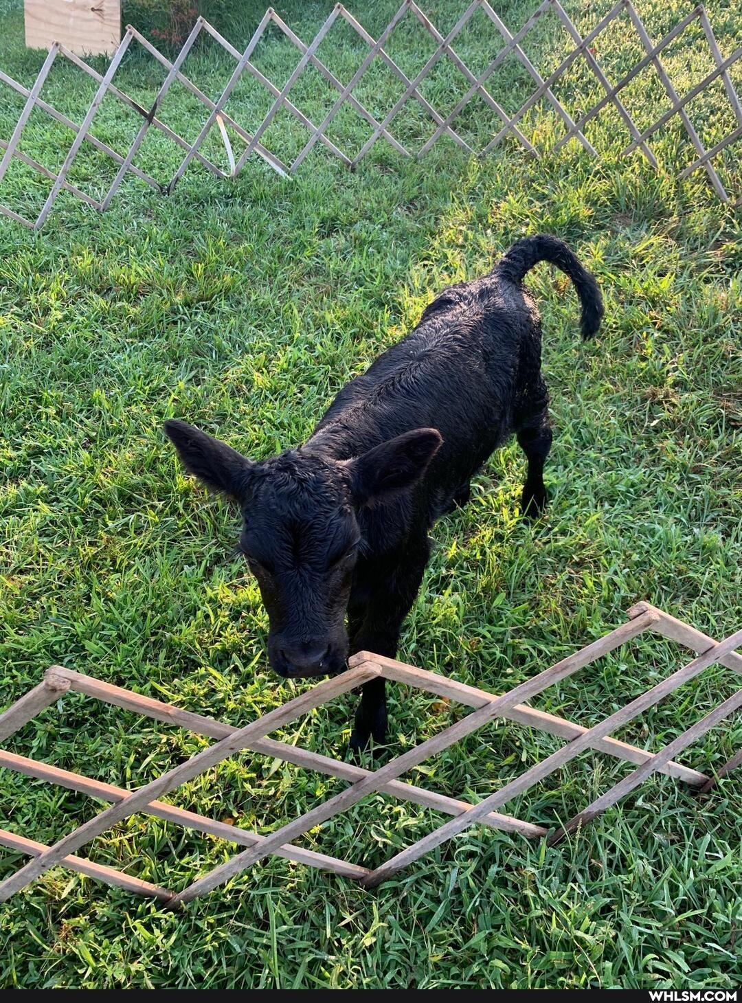 baby_animals, cows, happydog