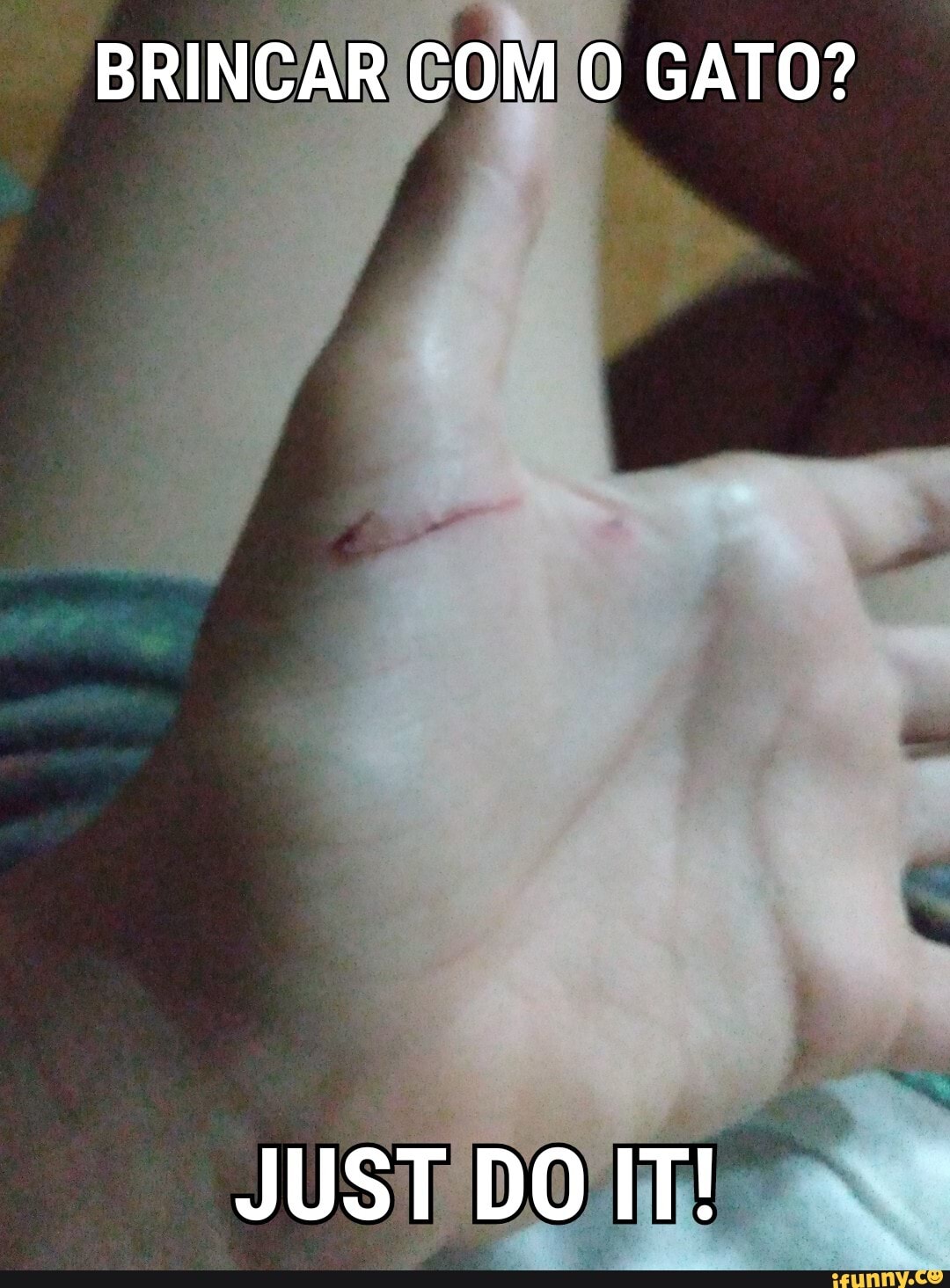 BRINCAR COM CATO?
JUST DO IT!