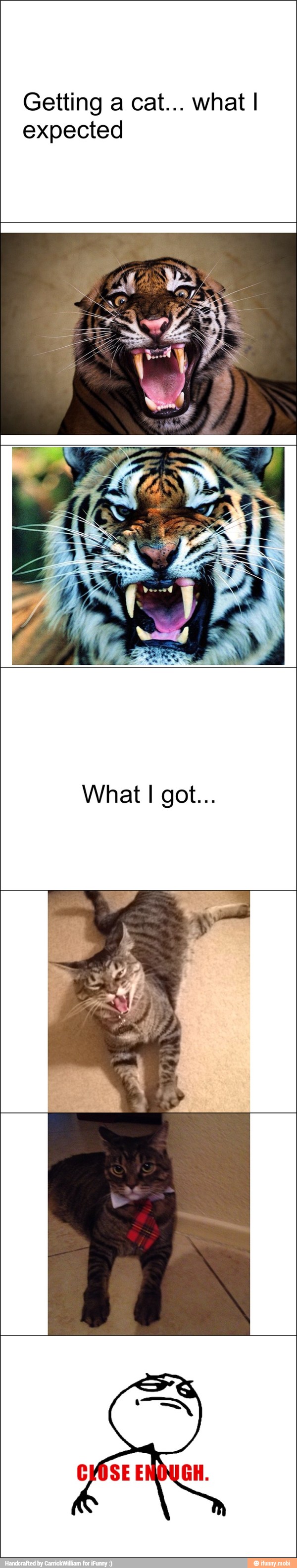 what I Getting a cat...
expected