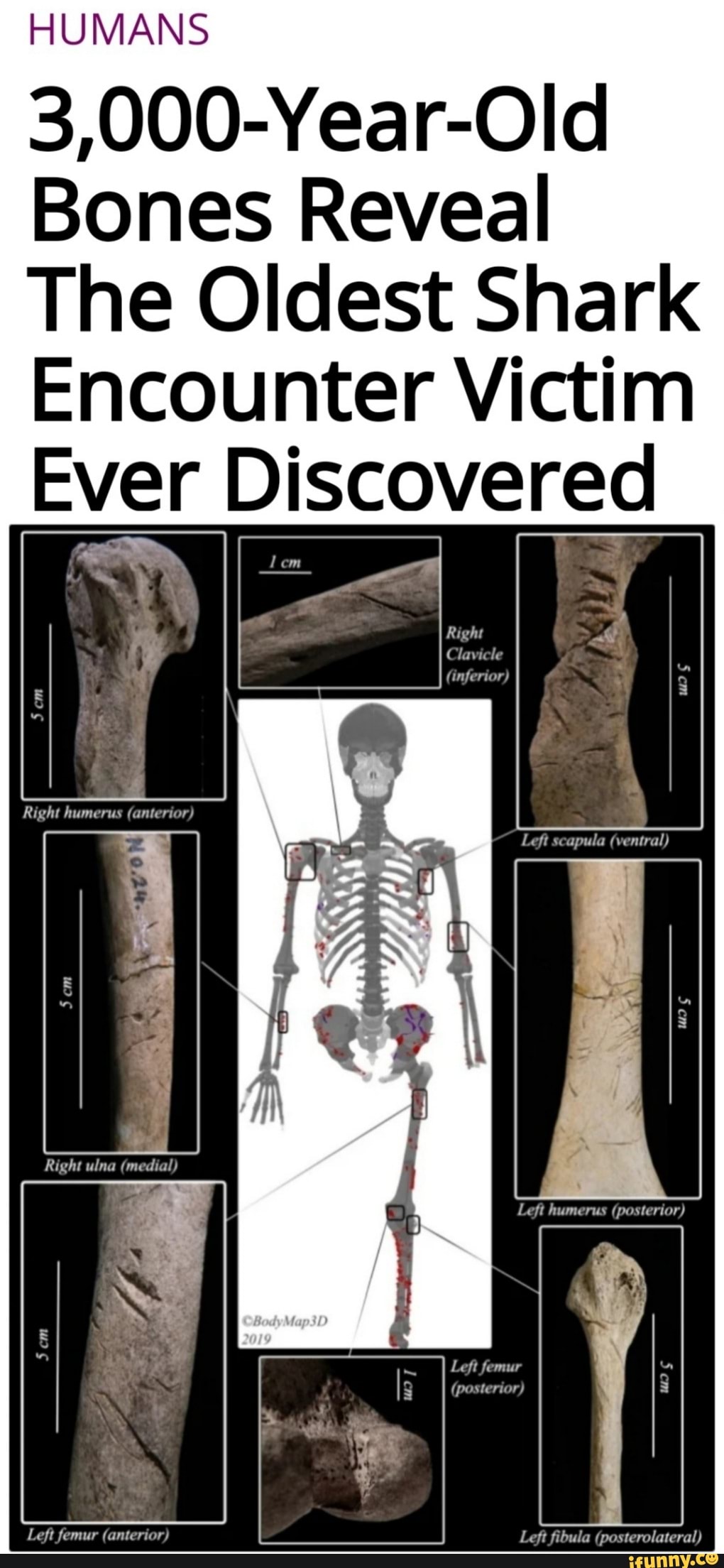 Elder bone. Самый древний скелет человека. Самые древние скелеты человека. Скелет древней акулы.