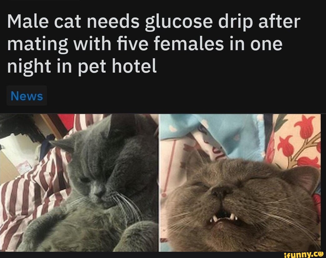 Male cat needs glucose drip after mating with five females in one night