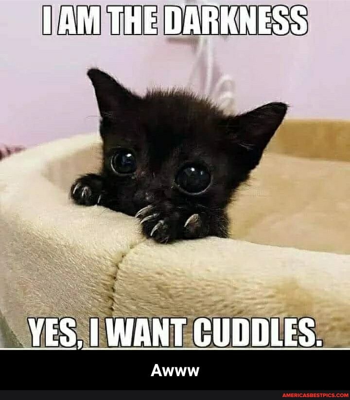 AM THE DARKNESS
YES, WANT CUDDLES.
Awww - Awww
