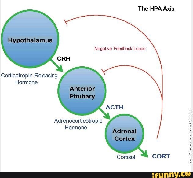 The HPA Axis Negative Feedback Loops Corticotropin Releasing Hormone ...