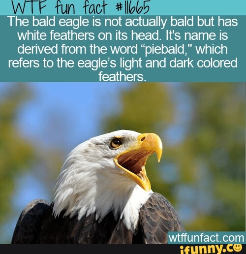 The bald eagle is not actually bald but has white feathers on its head