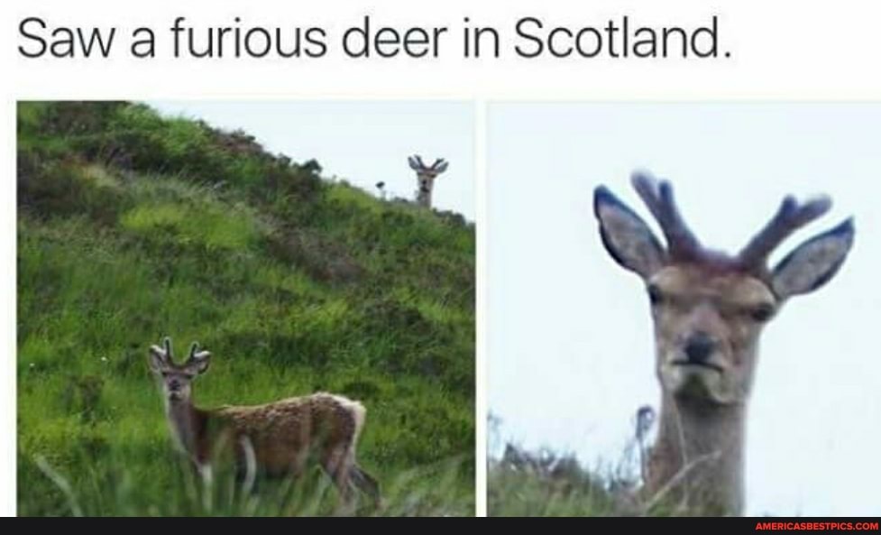 Saw a furious deer in Scotland.
fe