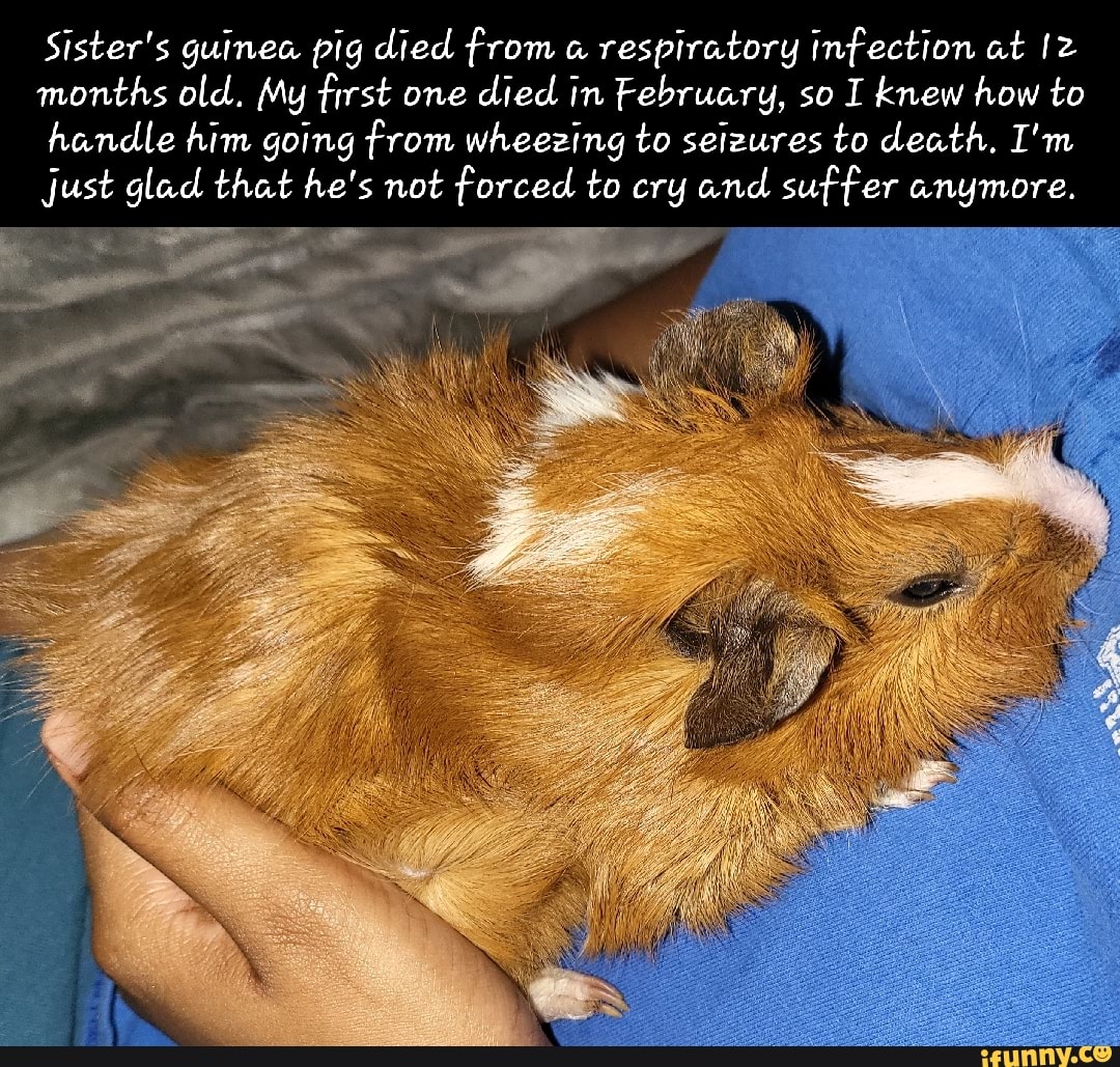 Sister's guinea pig died from "a respiratory infection at months old