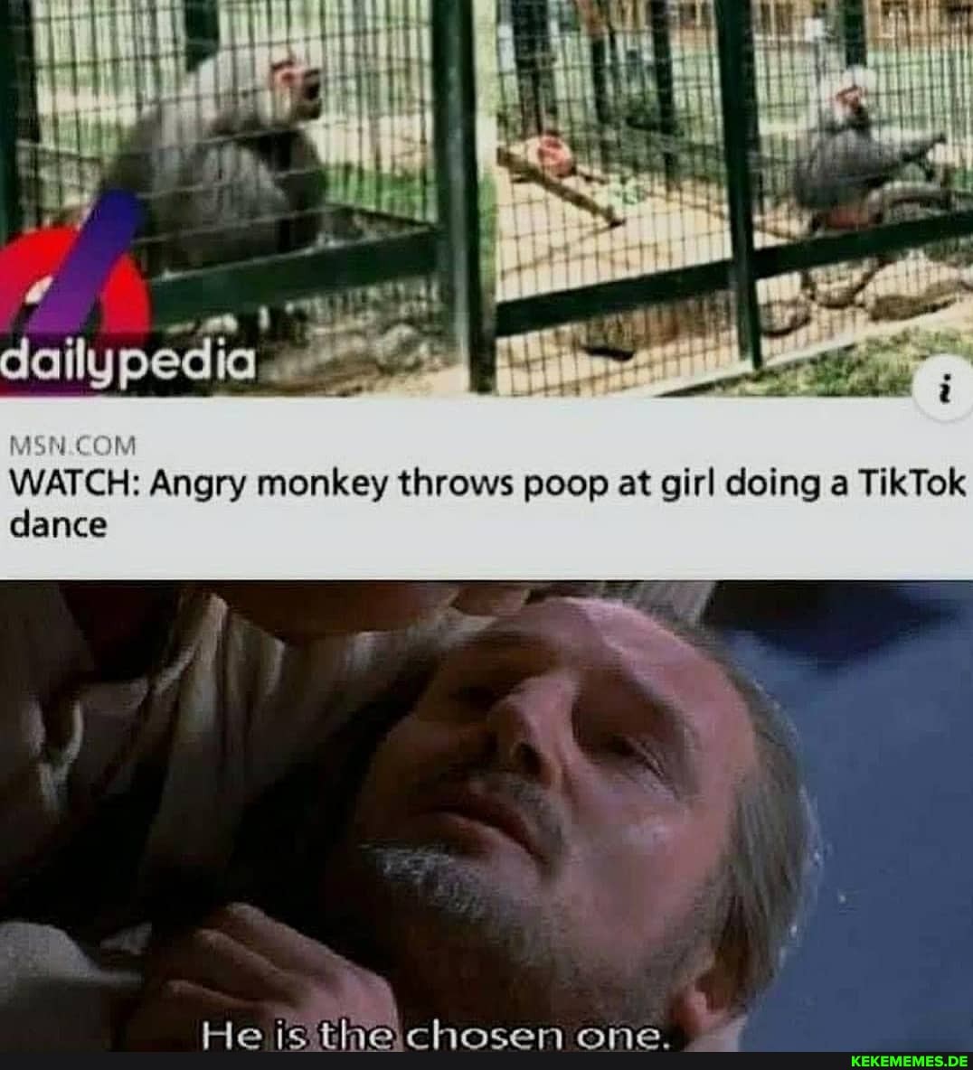 lypedia
COM
WATCH: Angry monkey throws poop at girl doing a TikTok dance
at