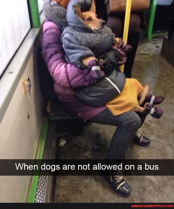 When dogs are not allowed on a bus