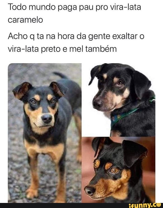 Todo mundo paga pau pro vira-lata caramelo
Acho q ta na hora da gente exaltar o vira-lata preto e mel também
