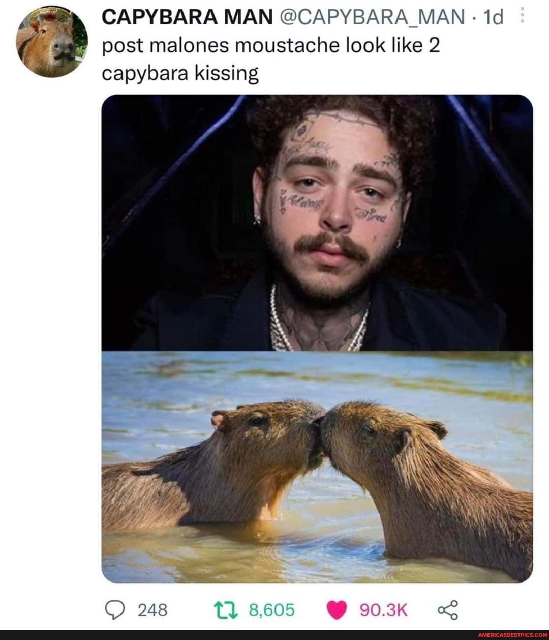 Capybara Man Man Man Dd Post Malones Moustache Look Like 2 Capybara Kissing 248 8605 903k 