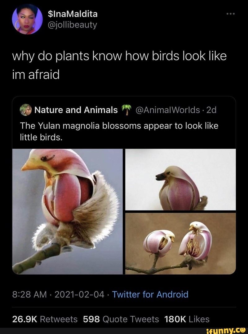 InaMaldita jollibeauty why do plants know how birds look like im
