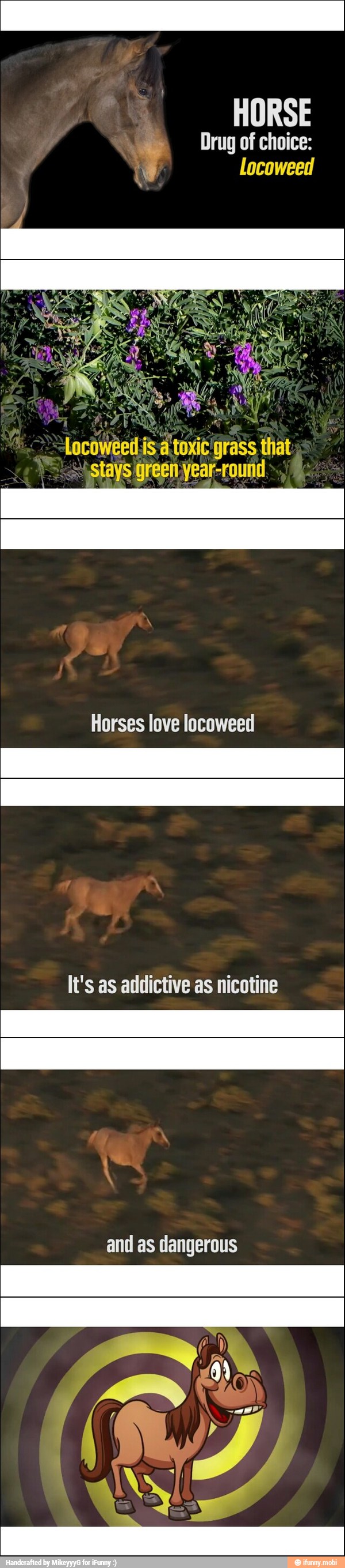 HORSE
Locoweeilis à toxic grass that
stays green year-round