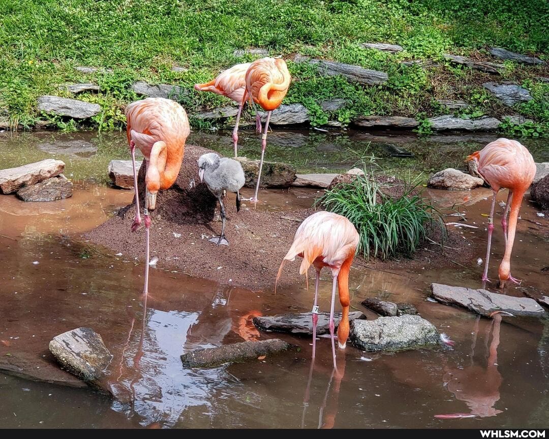 flamingo, baby_animals, aww