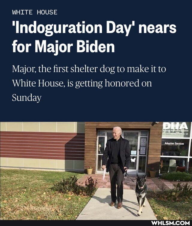 WHITE HOUSE
'Indoguration Day' nears for Major Biden
Major, the first shelter dog to make it to
White House, is getting honored on
Sunday
DHA