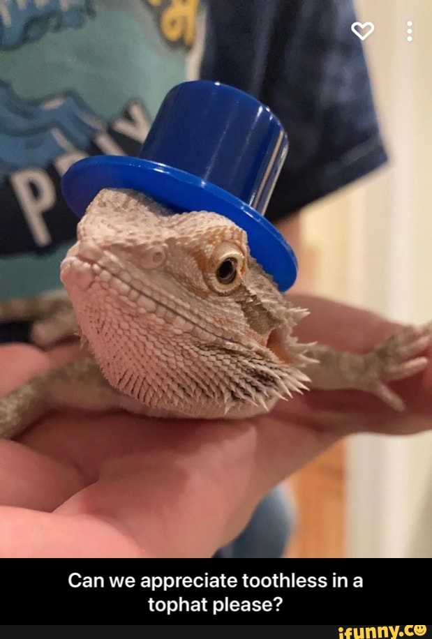 Can we appreciate toothless ina tophat please? - Can we appreciate toothless in a tophat please?