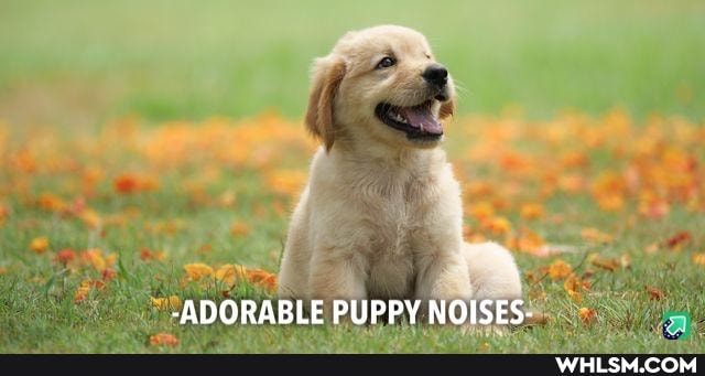 -ADORABLE PUPPY NOISES-