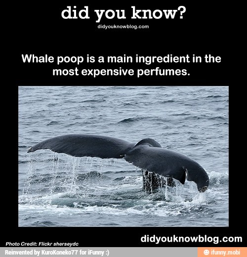 Did you know? Whale poop is a main ingredient in the most expensive