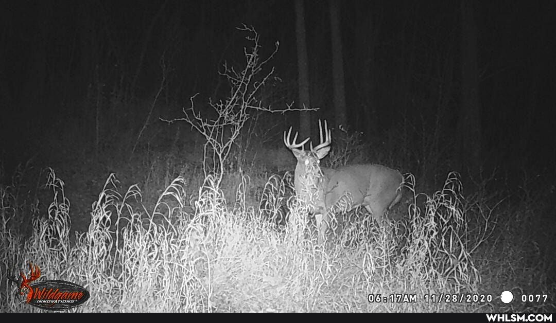 wildlife, deer, hunting, antlers