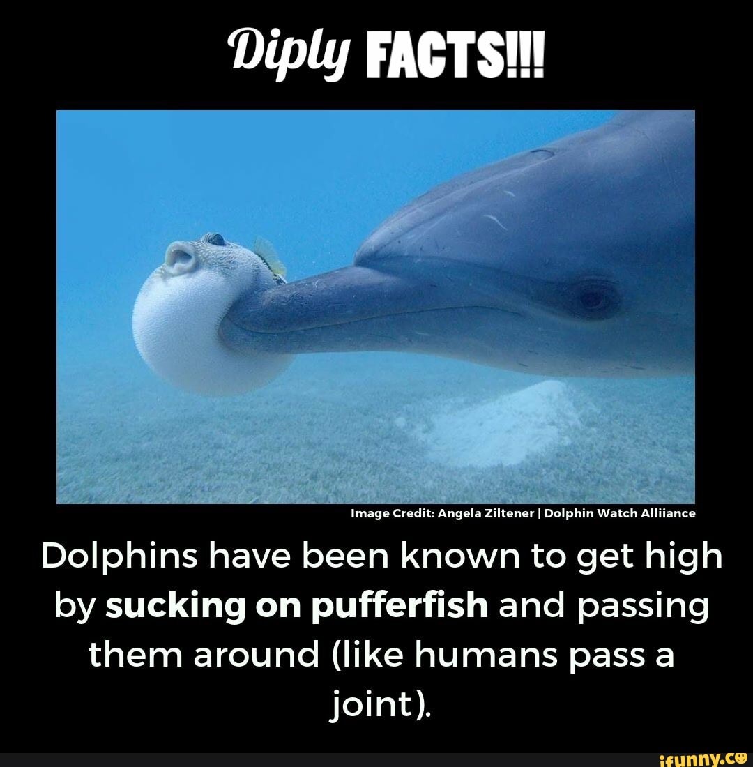 Dolphin 420 - Diply FACTS!!! Image Credit: Angela Ziltener I Dolphin ...