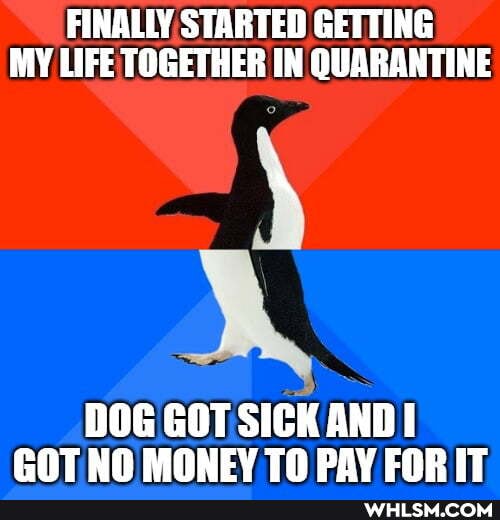 FINALLY STARTED GETTING MY LIFE TOGETHER IN QUARANTINE
DOG GOT SICK AND COT NO MONEY TO PAY FORIT