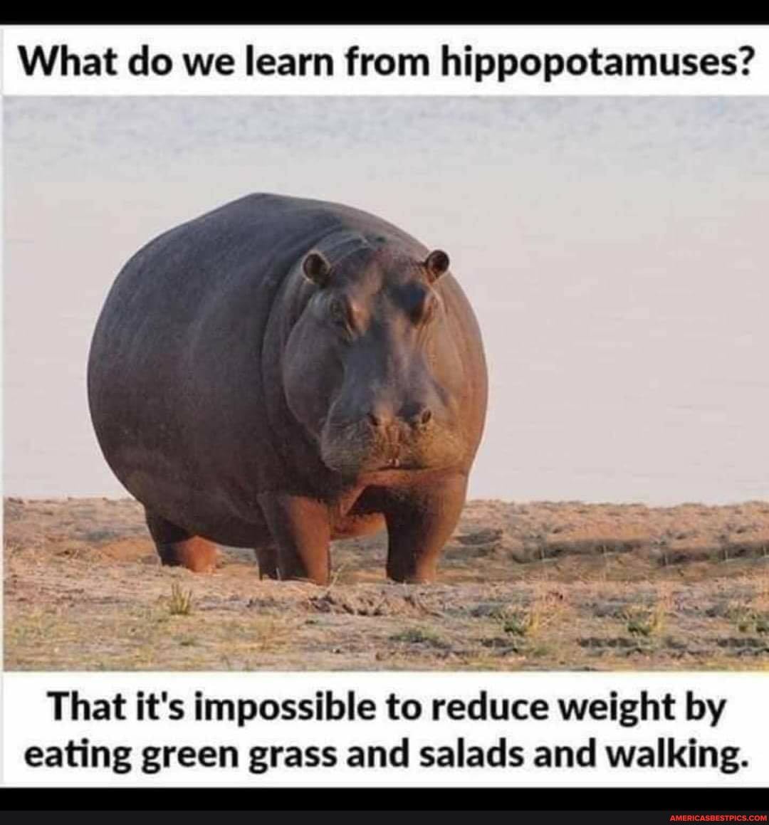 What do we learn from hippopotamuses?
al
That it's impossible to reduce weight by eating green grass and salads and walking.