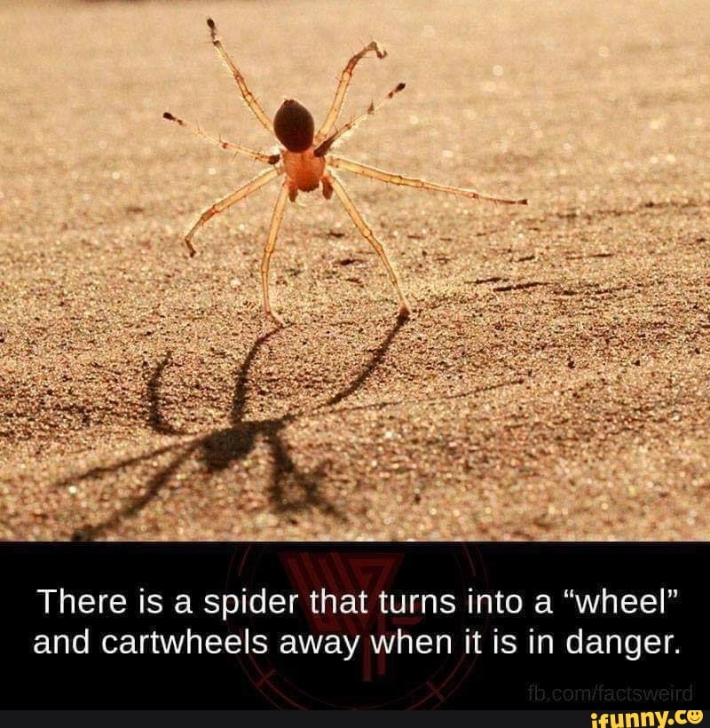 There Is A Spider That Turns Into A Wheel And Cartwheels Away When It 2eb04c20ca825071d693c986d3f51359d04d8b25a227103ec94db6608d9e361c 1