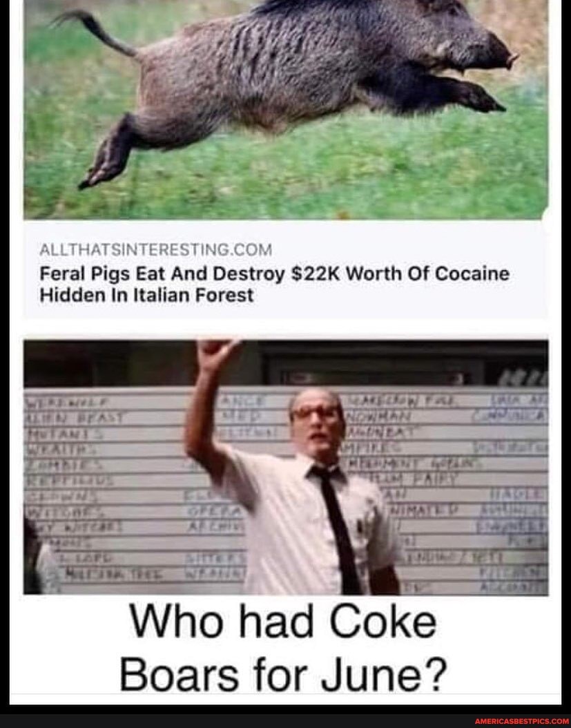 Feral Pigs Eat And Destroy Worth Of Cocaine
Hidden In Italian Forest
Who Coke
Boars for June?