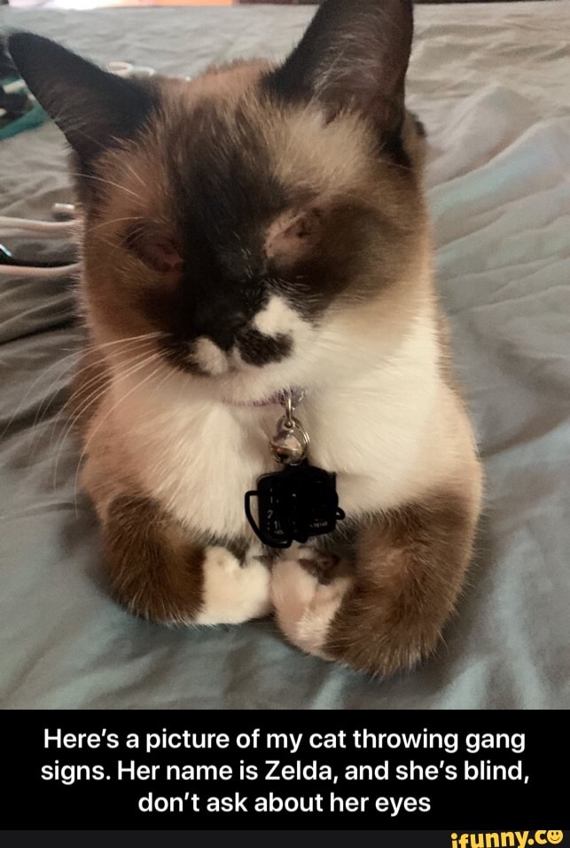Here's a picture of my cat throwing gang signs. Her name is Zelda, and